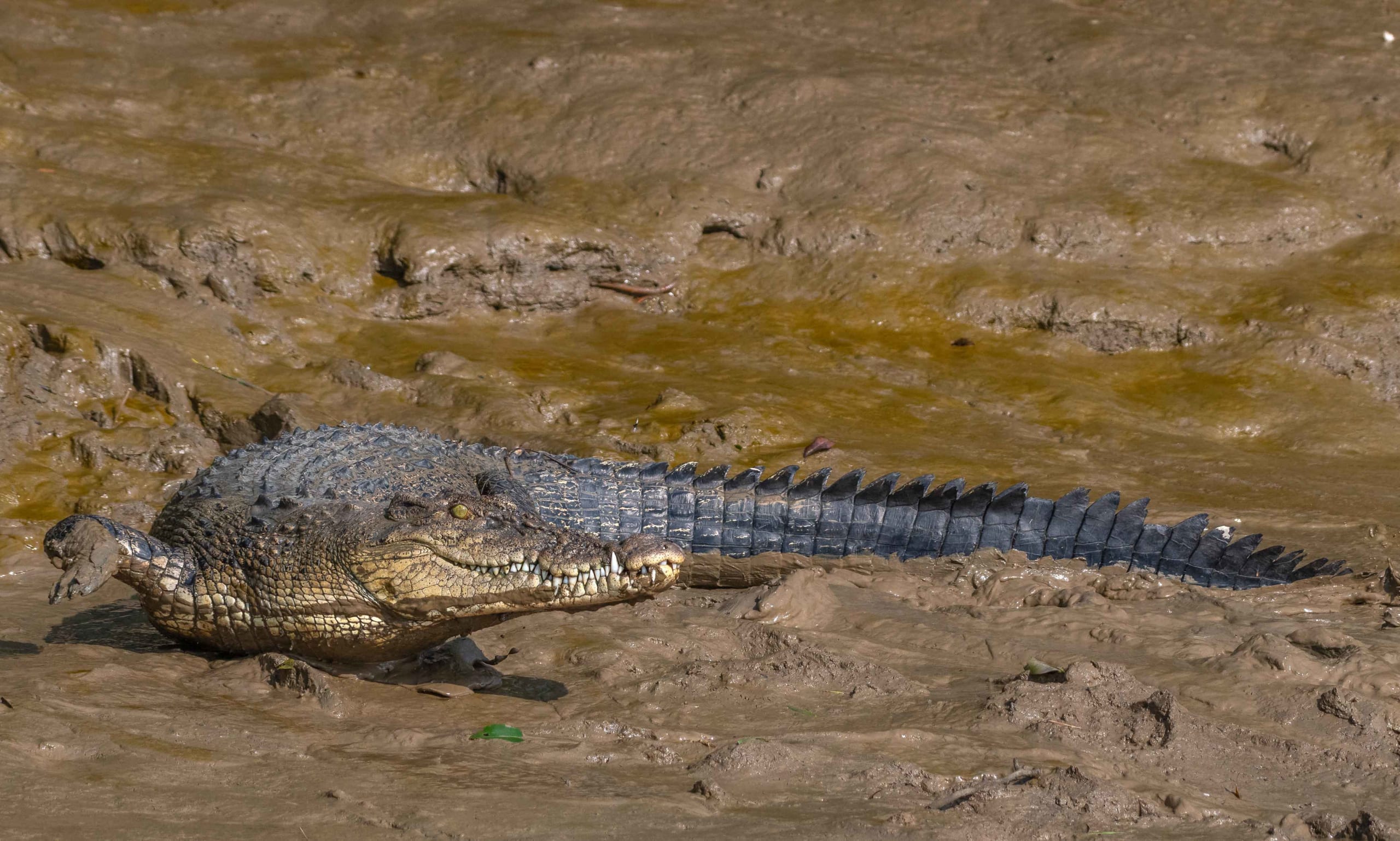 Bhitarkanika Wildlife 2N/3D